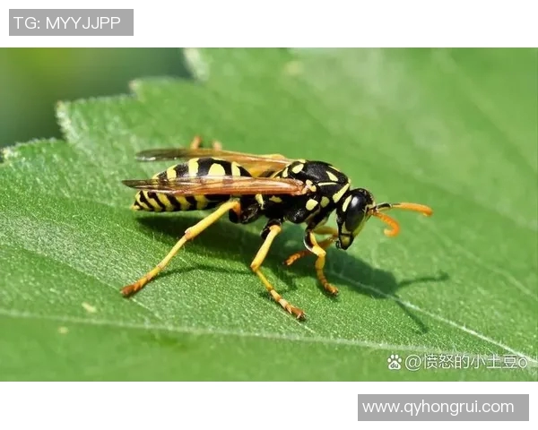 黄蜂生态习性、生活方式与人类共生关系研究分析